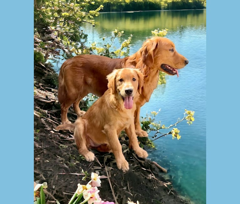 Angel Baby, a Golden Retriever tested with EmbarkVet.com