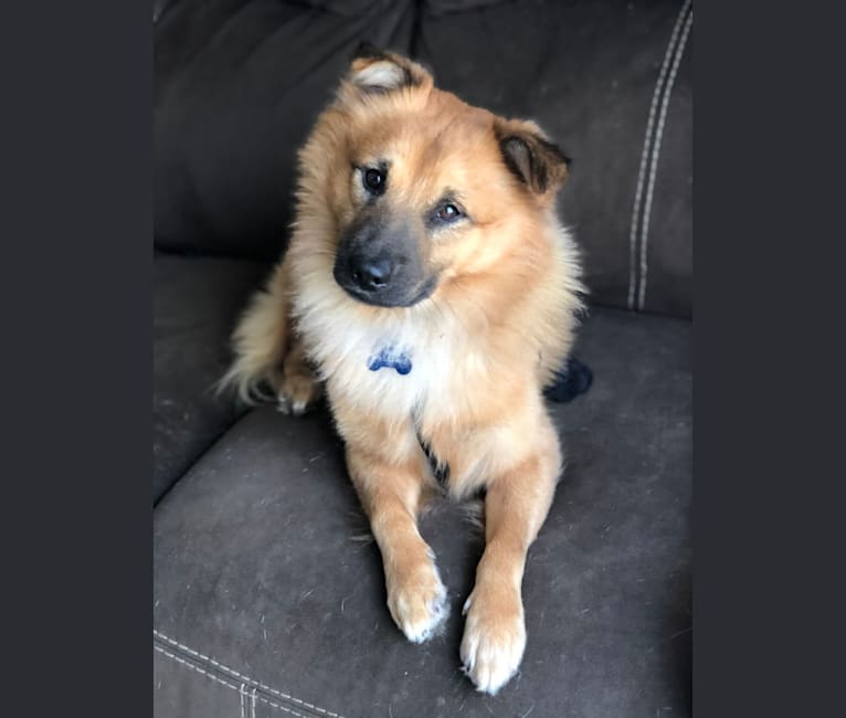 Shiba inu maltese hotsell mix