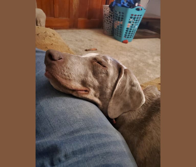 Maggie, a Weimaraner and Catahoula Leopard Dog mix tested with EmbarkVet.com