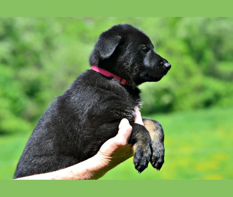 Pashka, a German Shepherd Dog tested with EmbarkVet.com