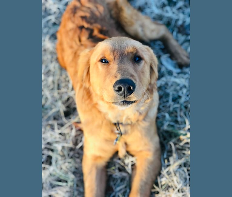Photo of Biscuit Hill, a Golden Retriever 