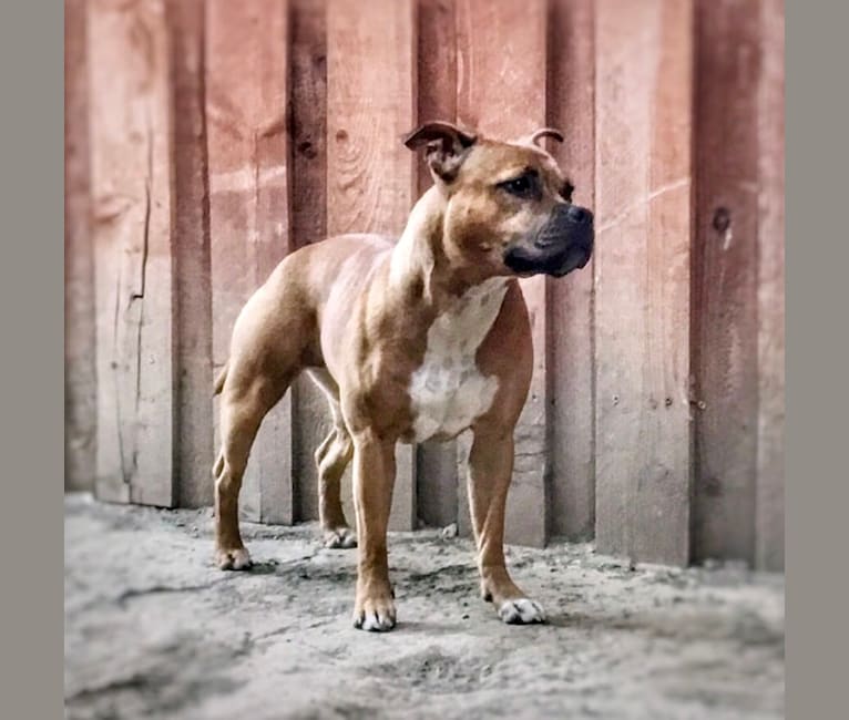 Photo of Tesseract, a Staffordshire Bull Terrier  in Grass Valley, CA, USA