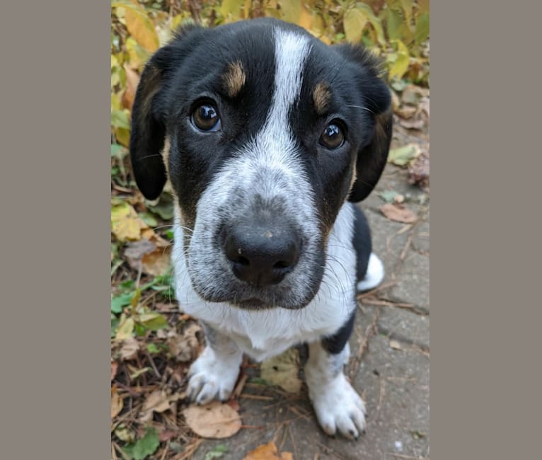 Crick, a Border Collie and Bluetick Coonhound mix tested with EmbarkVet.com