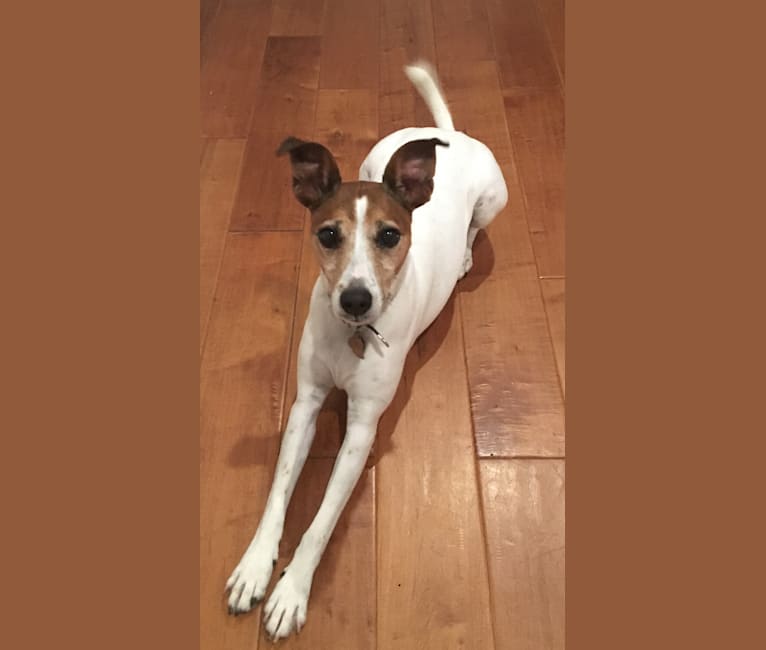 Freckles, a Russell-type Terrier and Rat Terrier mix tested with EmbarkVet.com