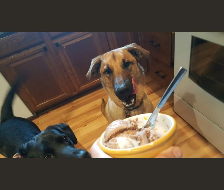 Milo, a Labrador Retriever and American Pit Bull Terrier mix tested with EmbarkVet.com