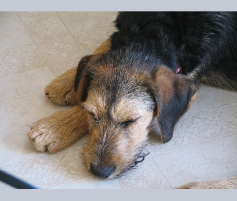 Sunny, an Airedale Terrier and Bluetick Coonhound mix tested with EmbarkVet.com