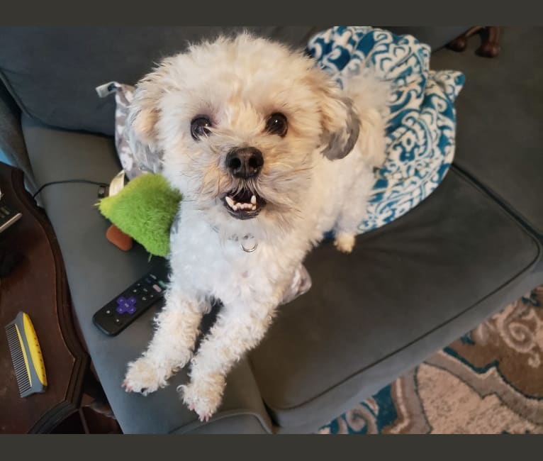 Charley, a Maltese and Havanese mix tested with EmbarkVet.com