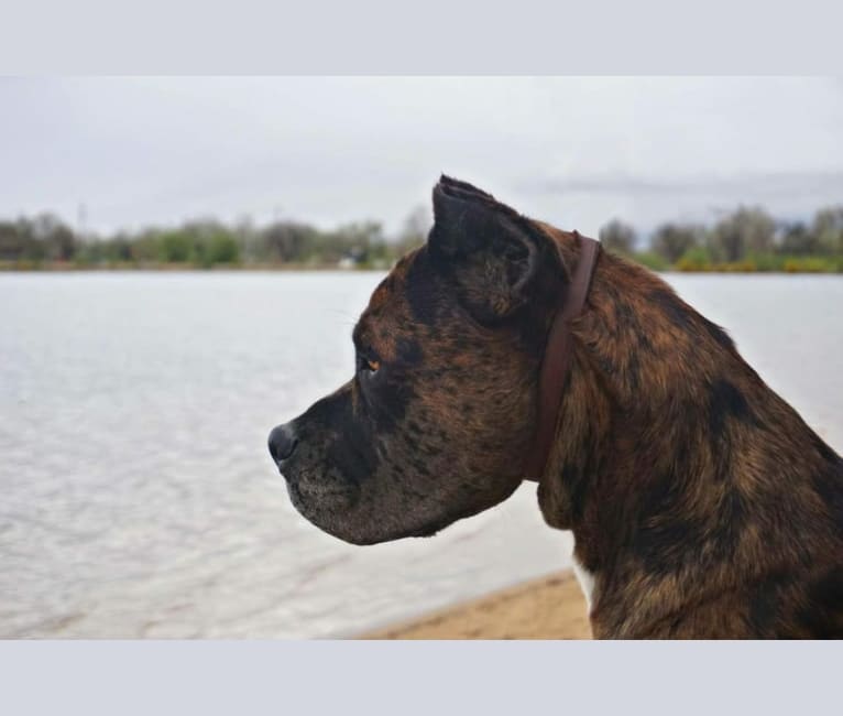 Thoryn, an American Bulldog and Cane Corso mix tested with EmbarkVet.com