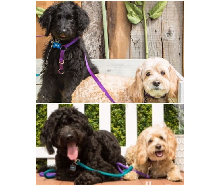 Photo of Jacks, a Cocker Spaniel, Bichon Frise, and Poodle (Small) mix in Annapolis, Maryland, USA