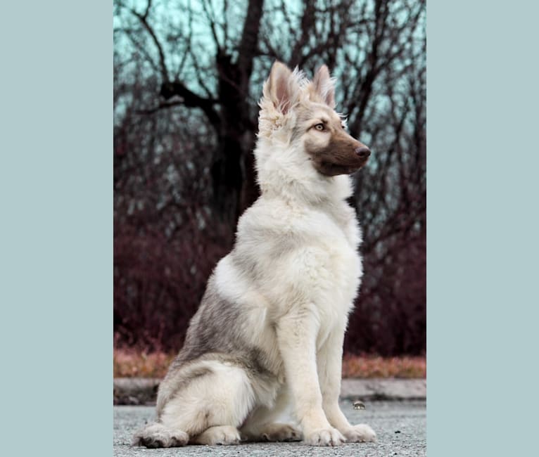 Juvena, a German Shepherd Dog tested with EmbarkVet.com