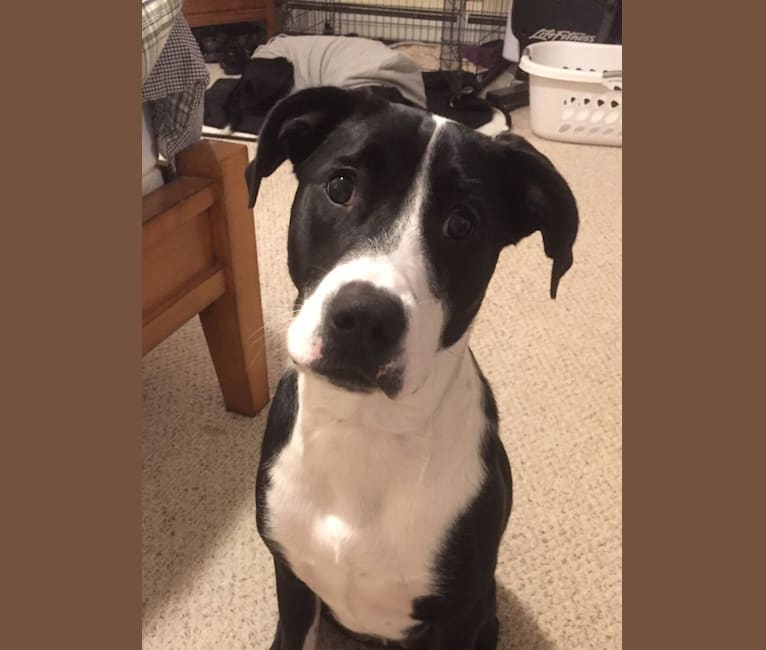 Peabody, an American Pit Bull Terrier and Labrador Retriever mix tested with EmbarkVet.com