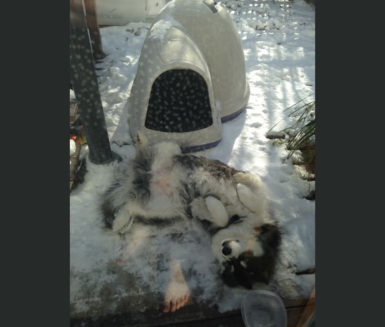 Photo of Nuvik, a Siberian Husky, Samoyed, and Alaskan Malamute mix in Sainte-Anne-de-Beaupré, QC, Canada