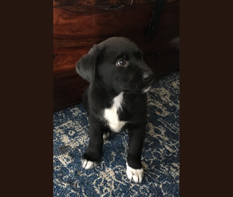 Embark Dog DNA Test Breed