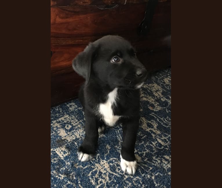 Tigger, a Great Pyrenees and Labrador Retriever mix tested with EmbarkVet.com