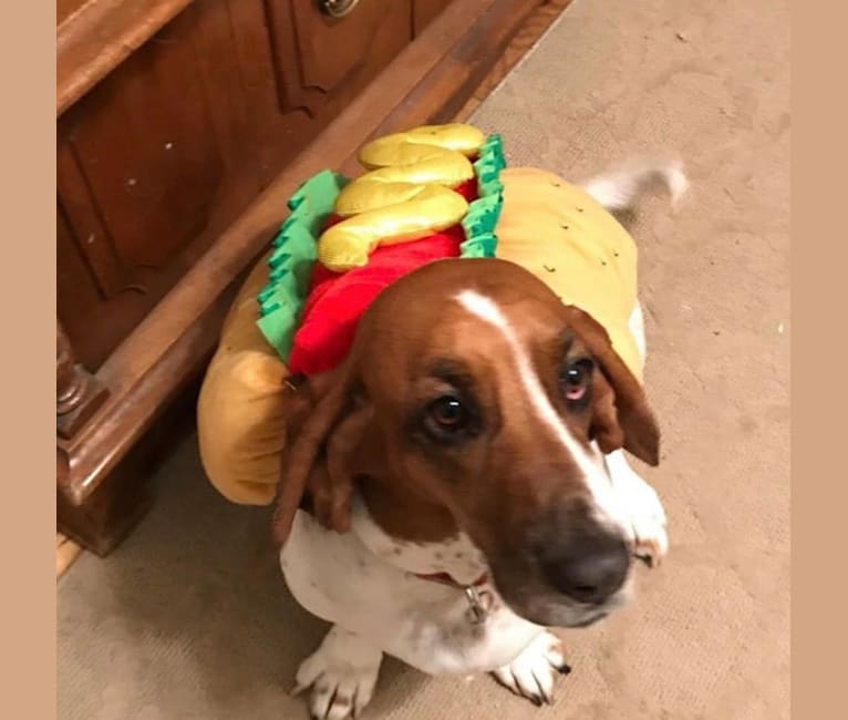 Leia, a Basset Hound tested with EmbarkVet.com