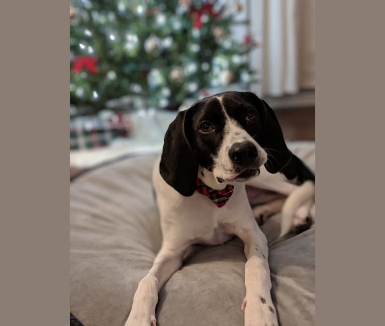 Bluetick walker hound top mix