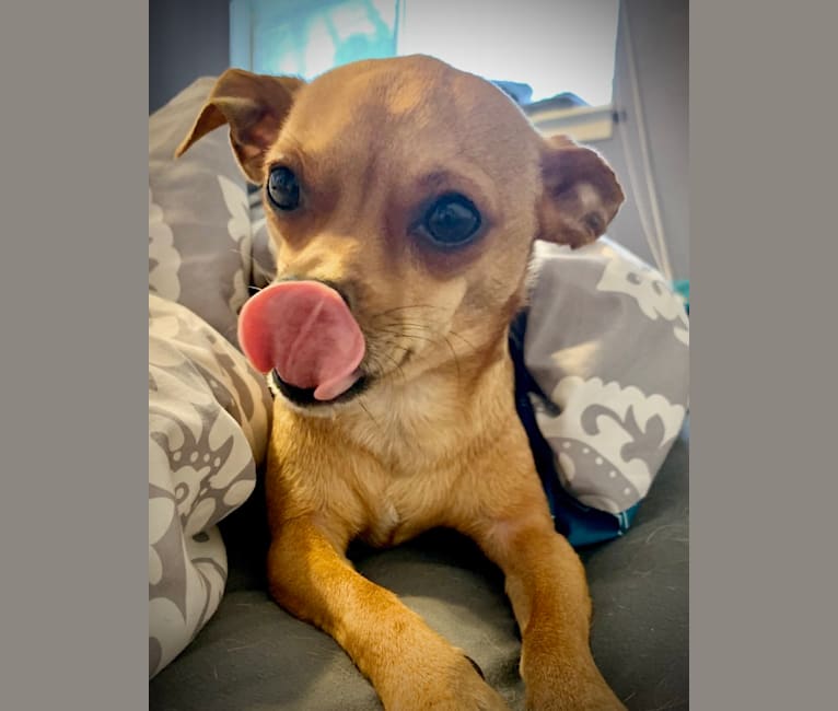 Photo of Figgy Smallz, a Miniature Pinscher, Chihuahua, Pomeranian, and Mixed mix in Austin, Texas, USA
