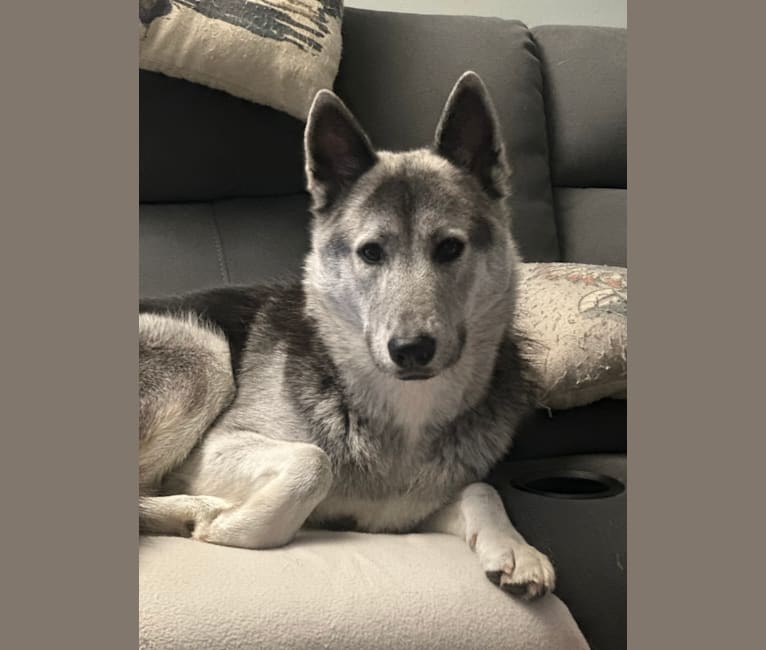 Cinder, a German Shepherd Dog and Siberian Husky mix tested with EmbarkVet.com