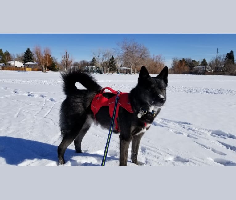 Ares, a Siberian Husky and Australian Cattle Dog mix tested with EmbarkVet.com
