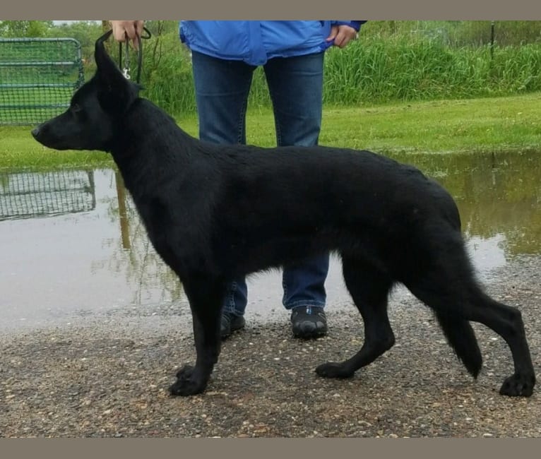 Photo of Amika, a German Shepherd Dog  in Texas, USA