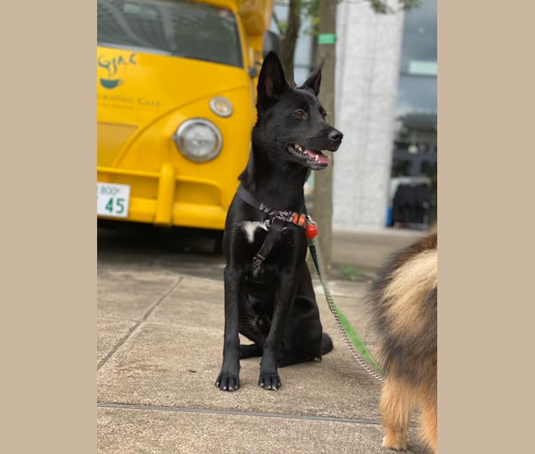 GORO, a Japanese or Korean Village Dog and Shiba Inu mix tested with EmbarkVet.com