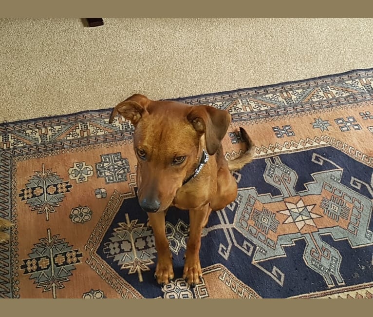Kelpie ridgeback cross 2025