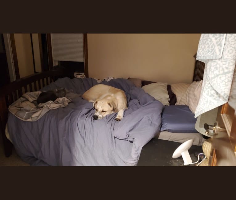 Wyatt "Murderbot" Wolf-Hauser, a Great Pyrenees and Anatolian Shepherd Dog mix tested with EmbarkVet.com