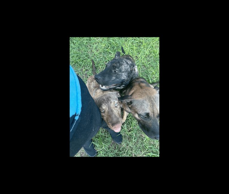 Duke, an American Pit Bull Terrier and Siberian Husky mix tested with EmbarkVet.com