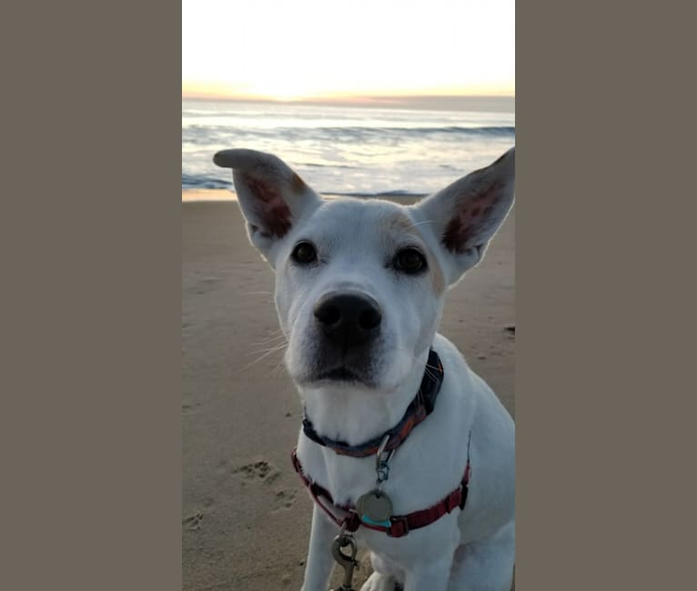 Olivia, a Labrador Retriever and Staffordshire Terrier mix tested with EmbarkVet.com