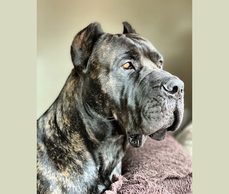 Boerboel great cheap dane mix