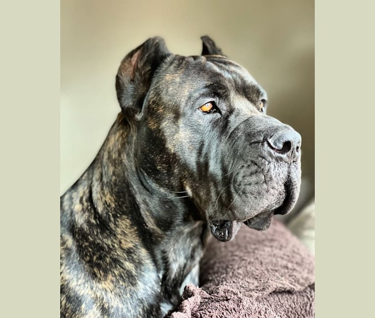 Riggs, a Boerboel and Neapolitan Mastiff mix tested with EmbarkVet.com