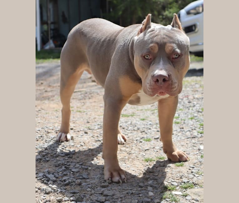 Photo of Onyx, an American Bully and Bulldog mix in Houston, TX, USA