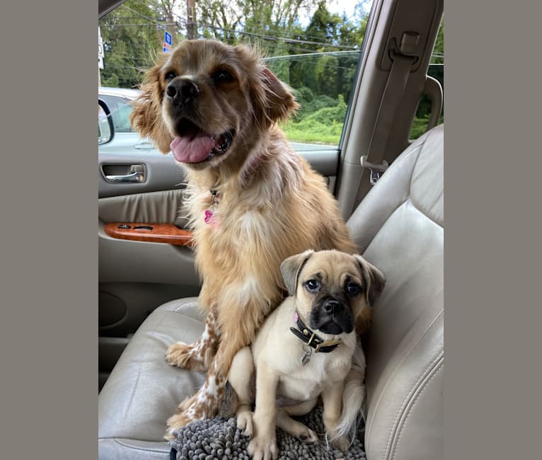 Bear, a Pug and Norwegian Elkhound mix tested with EmbarkVet.com