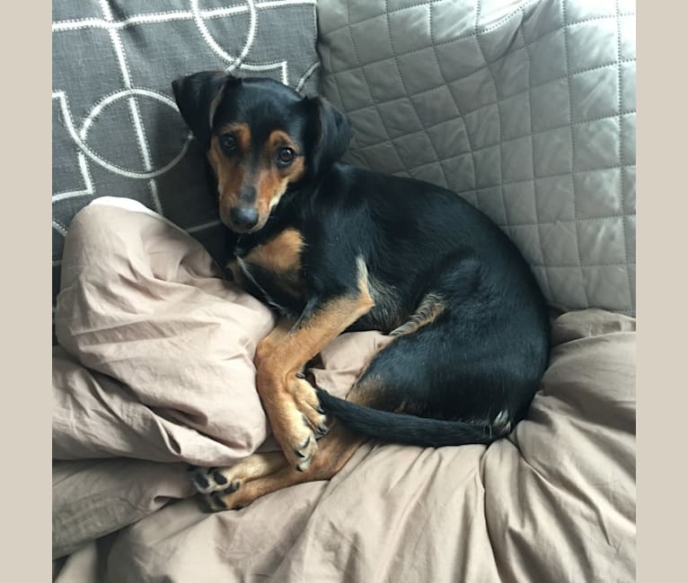 Embark Dog DNA Test Breed
