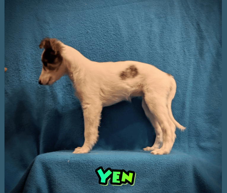 Yen, a Silken Windhound tested with EmbarkVet.com