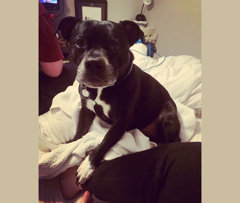 Photo of Emily, a Staffordshire Bull Terrier  in California, USA