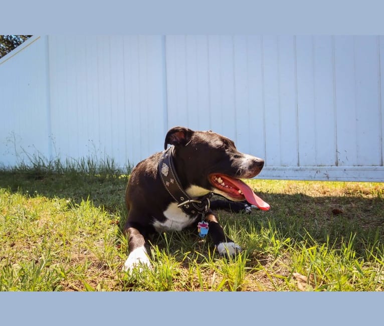 Luna, an American Pit Bull Terrier tested with EmbarkVet.com
