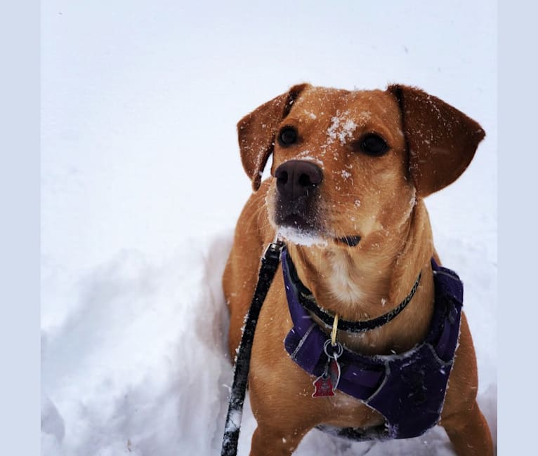 Doughy, a Rottweiler and Labrador Retriever mix tested with EmbarkVet.com
