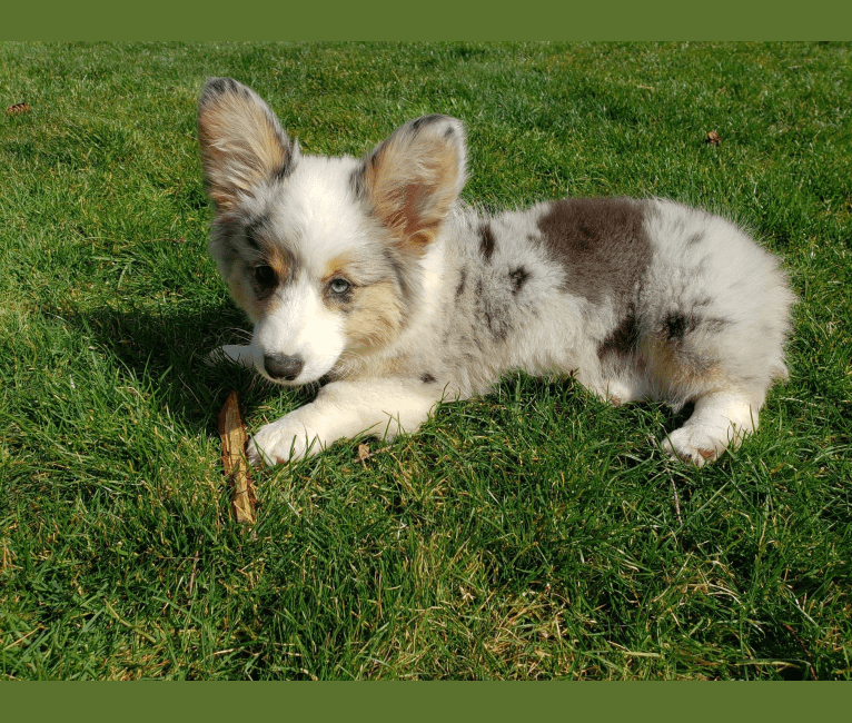 Lady Merle, a Cardigan Welsh Corgi and Pembroke Welsh Corgi mix tested with EmbarkVet.com