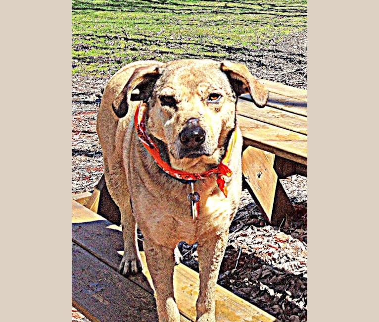 Photo of Chase, an American Pit Bull Terrier, Great Pyrenees, Beagle, and Mixed mix in Alabama, USA