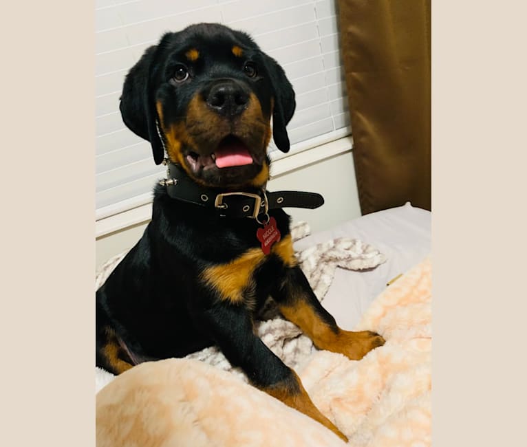 Chompy, a Rottweiler tested with EmbarkVet.com