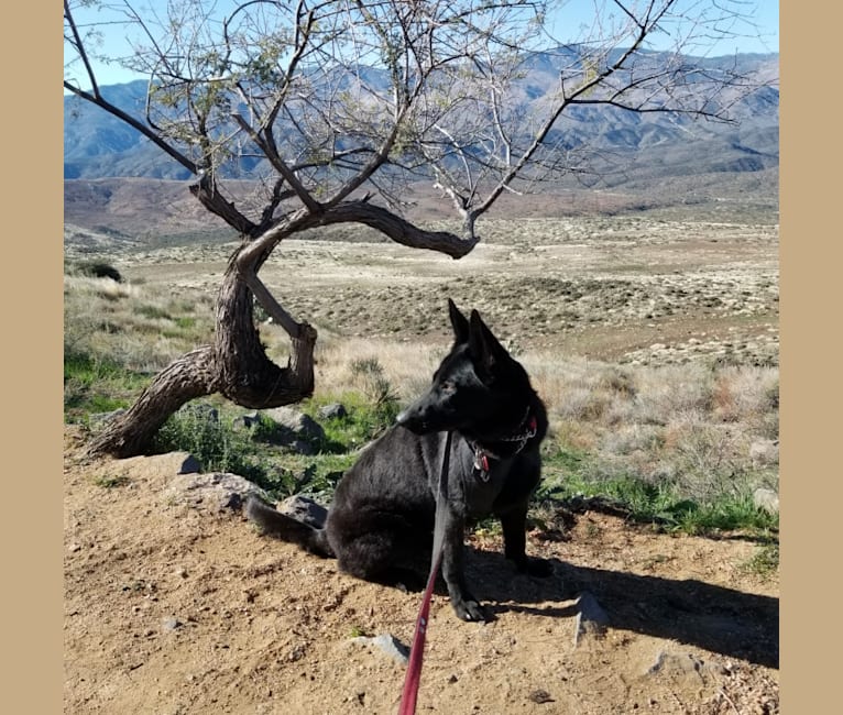 Photo of Ruby, a German Shepherd Dog  in Arizona, USA