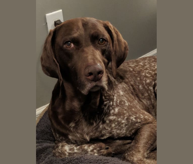 Mick, a German Shorthaired Pointer tested with EmbarkVet.com