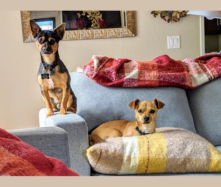 Chuck, a Chihuahua and Pomeranian mix tested with EmbarkVet.com