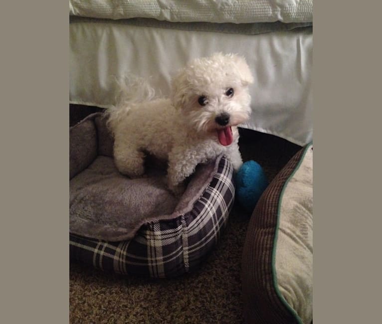 Photo of Nimbus, a Poodle (Small), Bichon Frise, and Cocker Spaniel mix in Bedford, Texas, USA