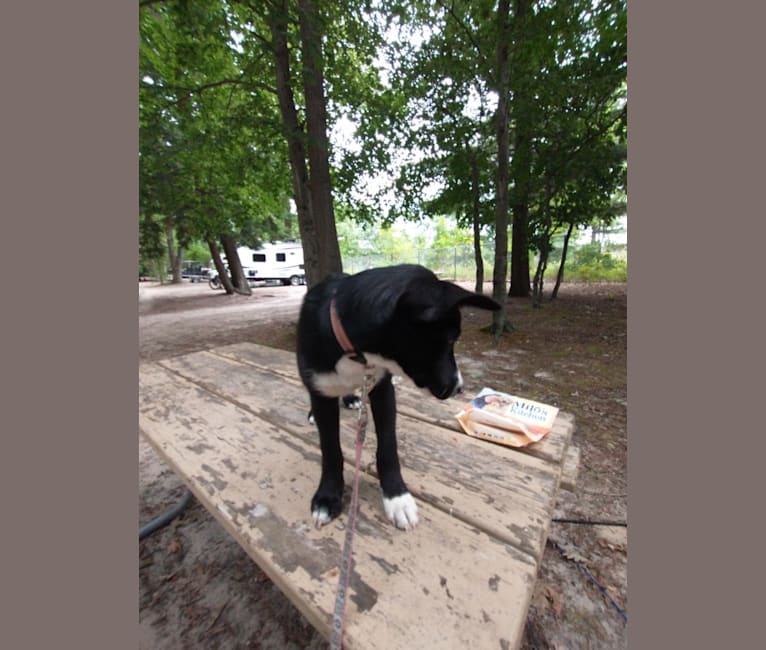 Reo, a Siberian Husky and German Shepherd Dog mix tested with EmbarkVet.com