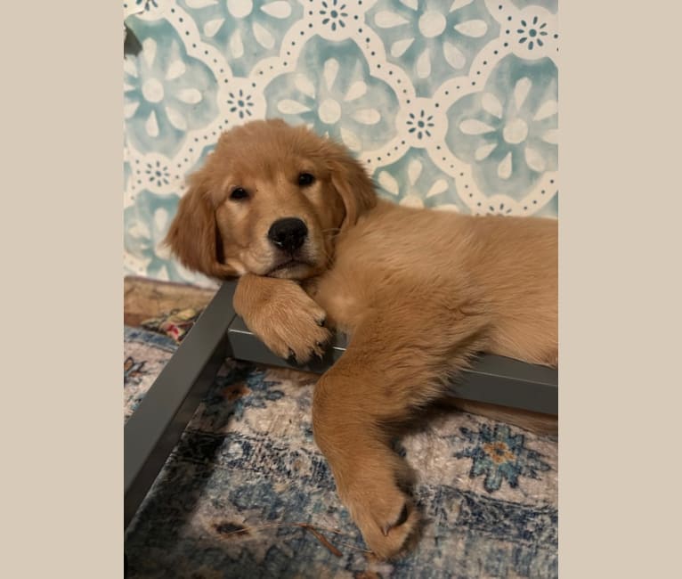 Angel Baby, a Golden Retriever tested with EmbarkVet.com