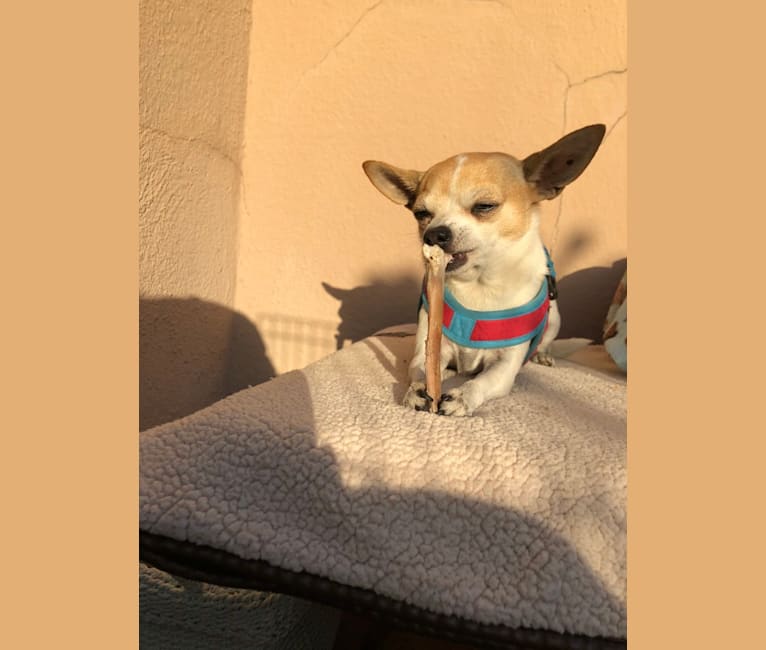 Sapi, a Chihuahua and Poodle (Small) mix tested with EmbarkVet.com