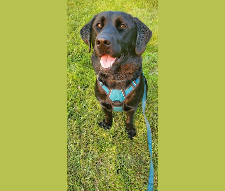Chowder, a Siberian Husky and Labrador Retriever mix tested with EmbarkVet.com