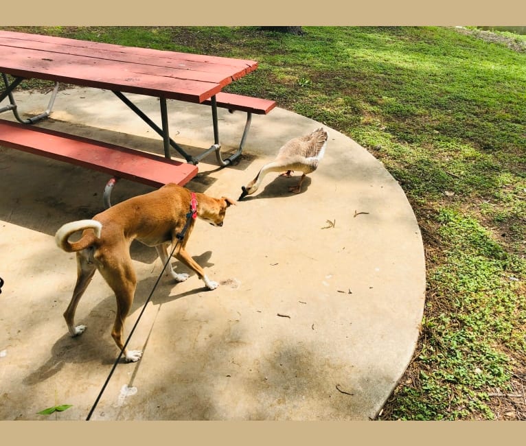Chinnu, a South Asian Village Dog tested with EmbarkVet.com